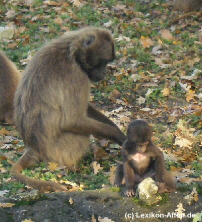 Eine Affenmutter mit ihrem Kind