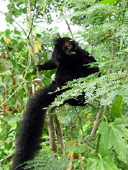 Mohrenmaki (Lemur macaco)