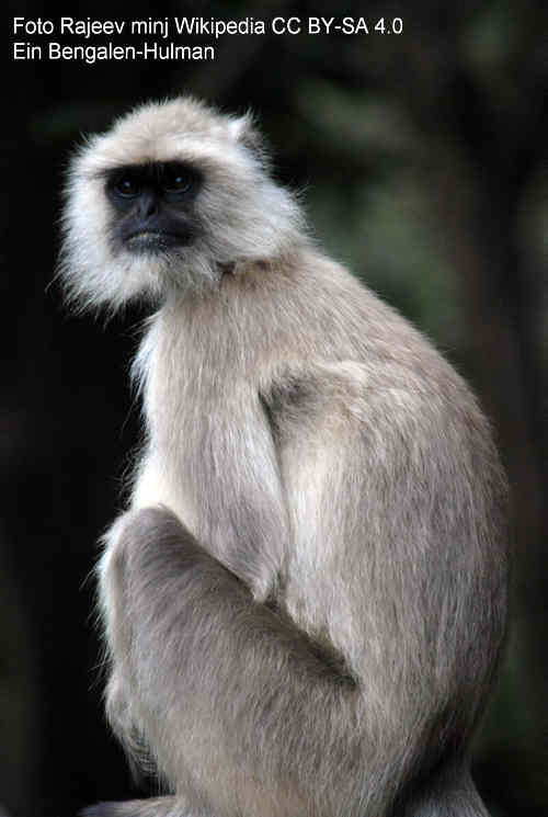 Bengalen-Hulman (Semnopithecus entellus), Foto