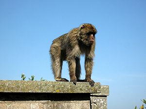 Berberaffe (Macaca sylvanus)