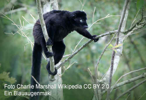 Blauaugenmaki mit leuchtend blauen Augen auf einem Baum in Madagaskar