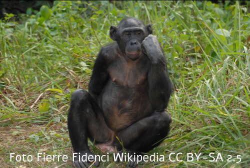Bonobo