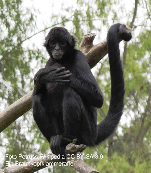 Braunkopfklammeraffe (Ateles fusciceps), Foto