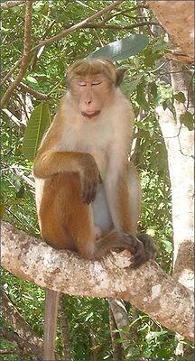 Ceylon-Hutaffe (Macaca sinica)