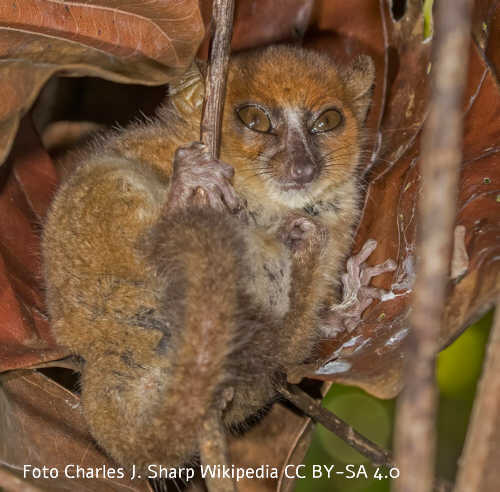 Claire-Mausmaki (Microcebus mamiratra)