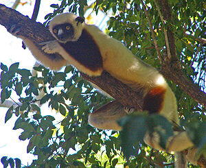 Coquerel-Sifaka (Propithecus coquereli)