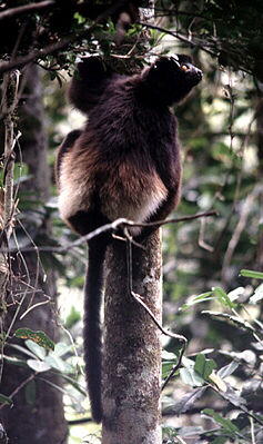 Edwards-Sifaka (Propithecus edwardsi)