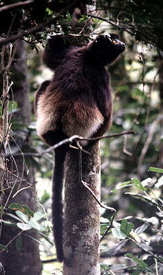 Edwards-Sifaka (Propithecus edwardsi)