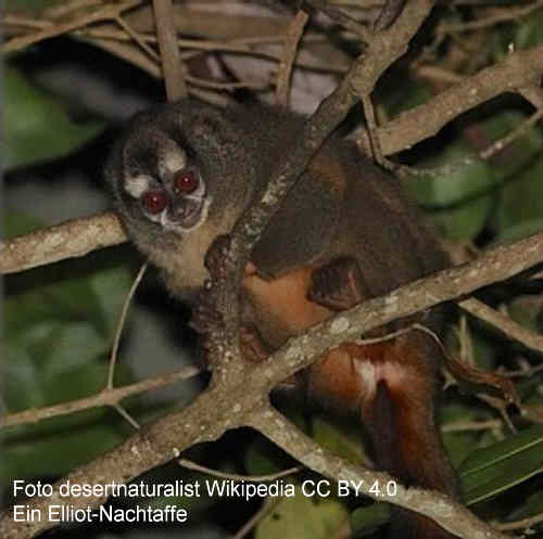 Elliot-Nachtaffe (Aotus griseimembra), Foto