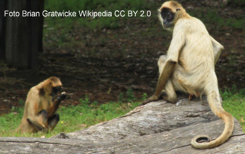Geoffroy-Klammeraffe, Ateles geoffroyi