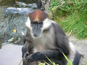 Halsbandmangabe (Cercocebus torquatus)