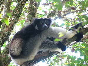 Indri