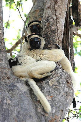 Larvensifaka (Propithecus verreauxi)