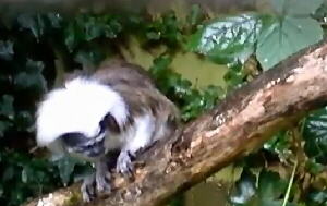 Lisztaffe (Saguinus oedipusk)