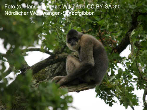 Nördlicher Weißwangen-Schopfgibbon
