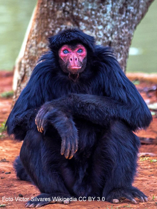 Rotgesichtklammeraffe, Ateles paniscus