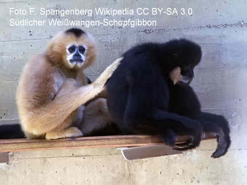 Südlicher Weißwangen-Schopfgibbon