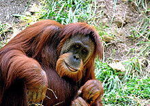 Sumatra-Orang-Utan (Pongo abelii)