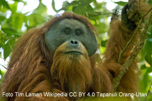 Tapanuli-Orang-Utan