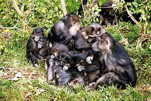 Tonkean-Makak (Macaca tonkeana)