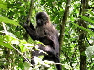 Uganda-Mangabe (Lophocebus ugandae)