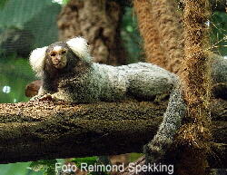 Weibschelaffe (Callithrix jacchus)