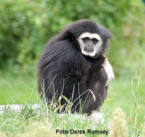 Weihandgibbon (Hylobates lar)