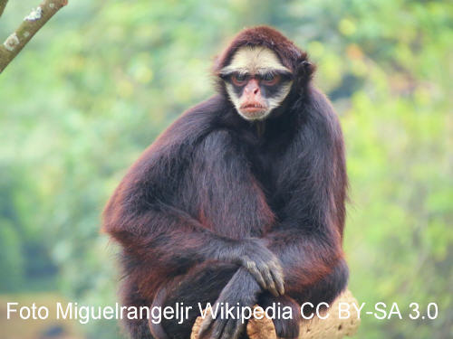 Weißwangenklammeraffe, Ateles marginatus