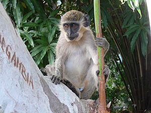 Westliche Grnmeerkatze (Chlorocebus sabaeus)